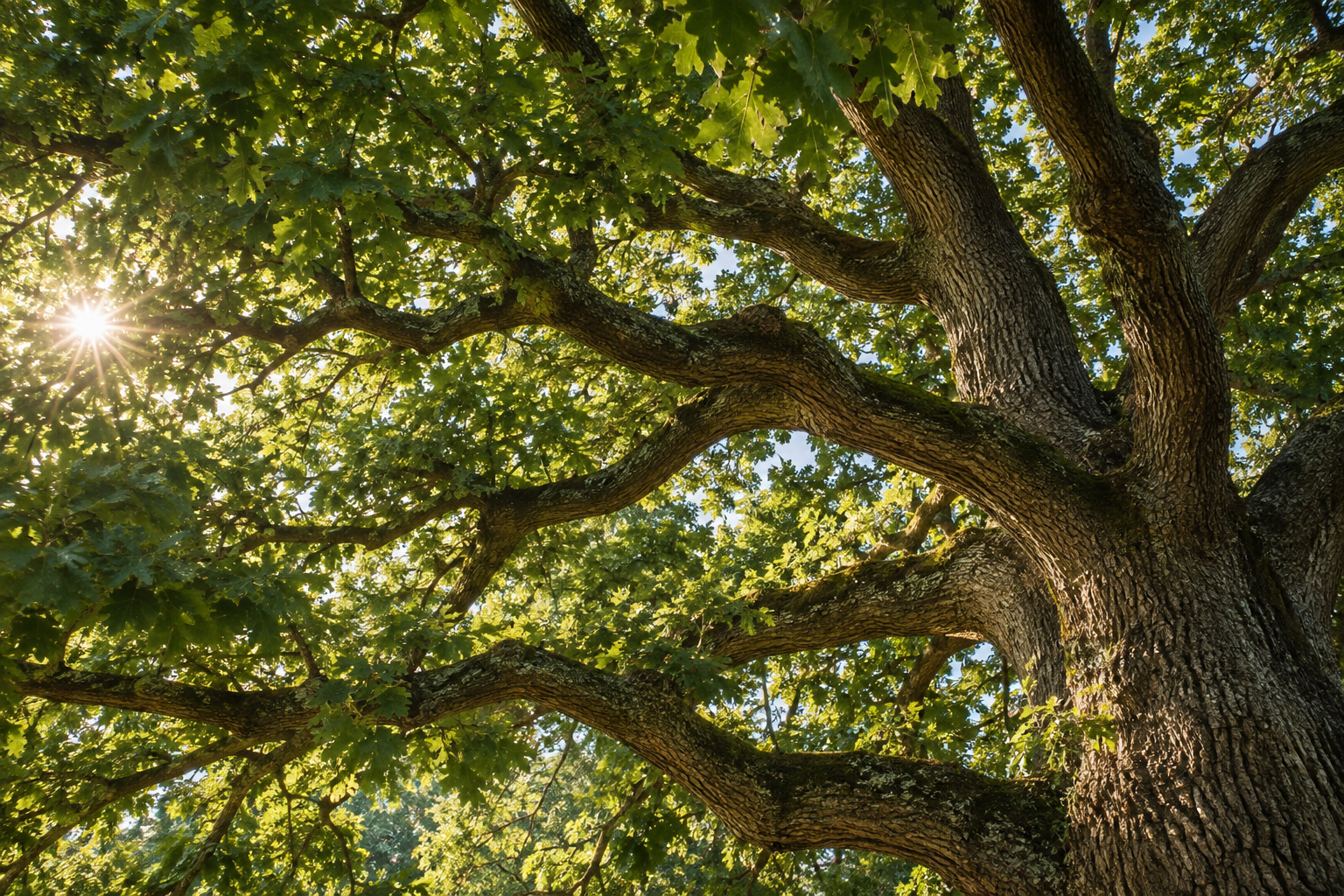 Sunlight filtering through the branches of a mature oak tree